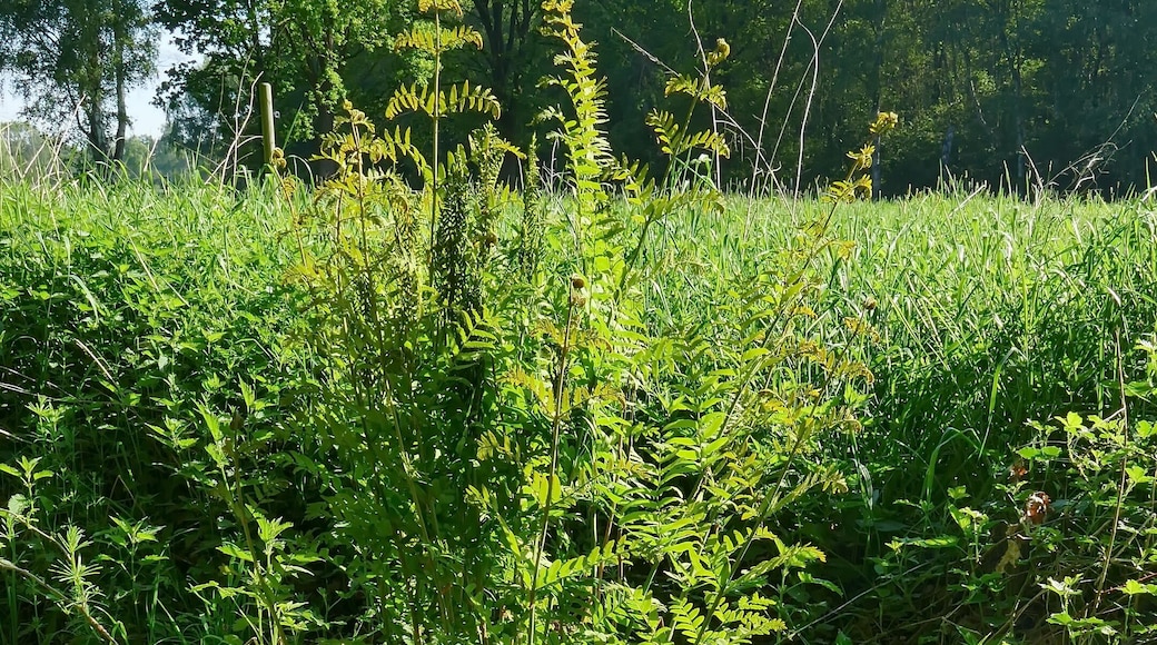 Am Rand des Landschaftsschutzgebiet Oldhorster Moores (LSG-H46) wächst der Königsfarn (Osmunda regalis), der nach der Bundesartenschutzverordnung als stark gefährdet gilt. Auch auf der Roten Liste Niedersachsen und Bremen, 5. Fassung vom 1.3.2004, wird er als gefährdet geführt. Über den Farn blickt man zum Moorwald, Richtung Nordosten.