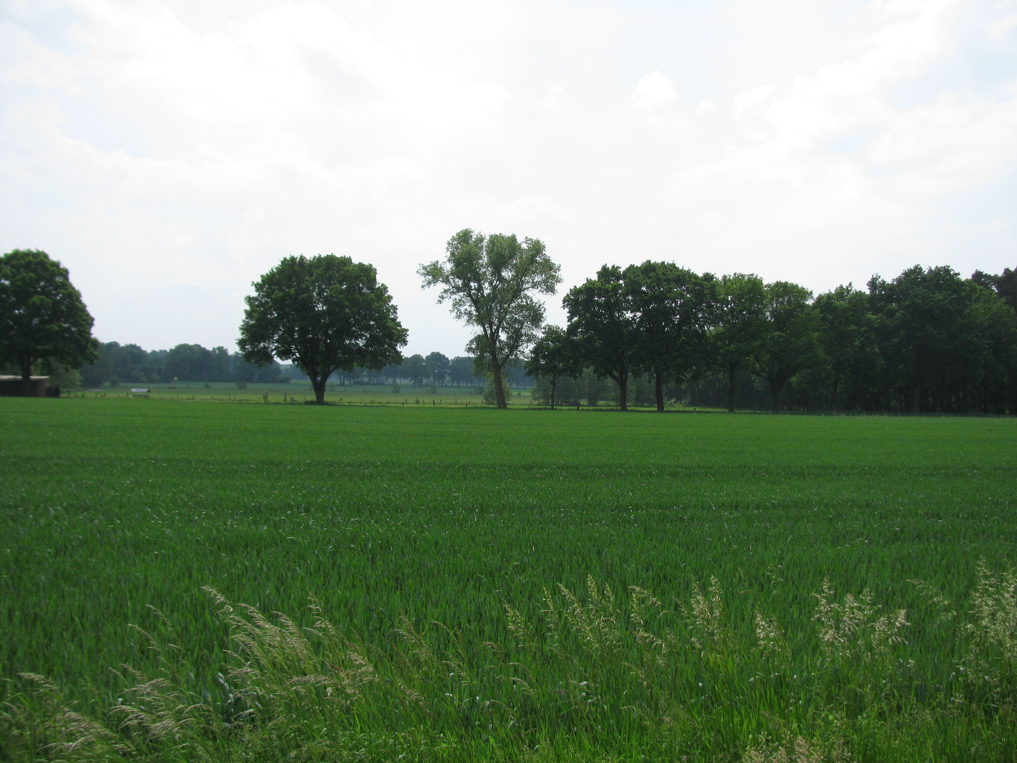 das Landschaftsschutzgebiet Ellernbruch vom Wiechendorfer Weg gesehen