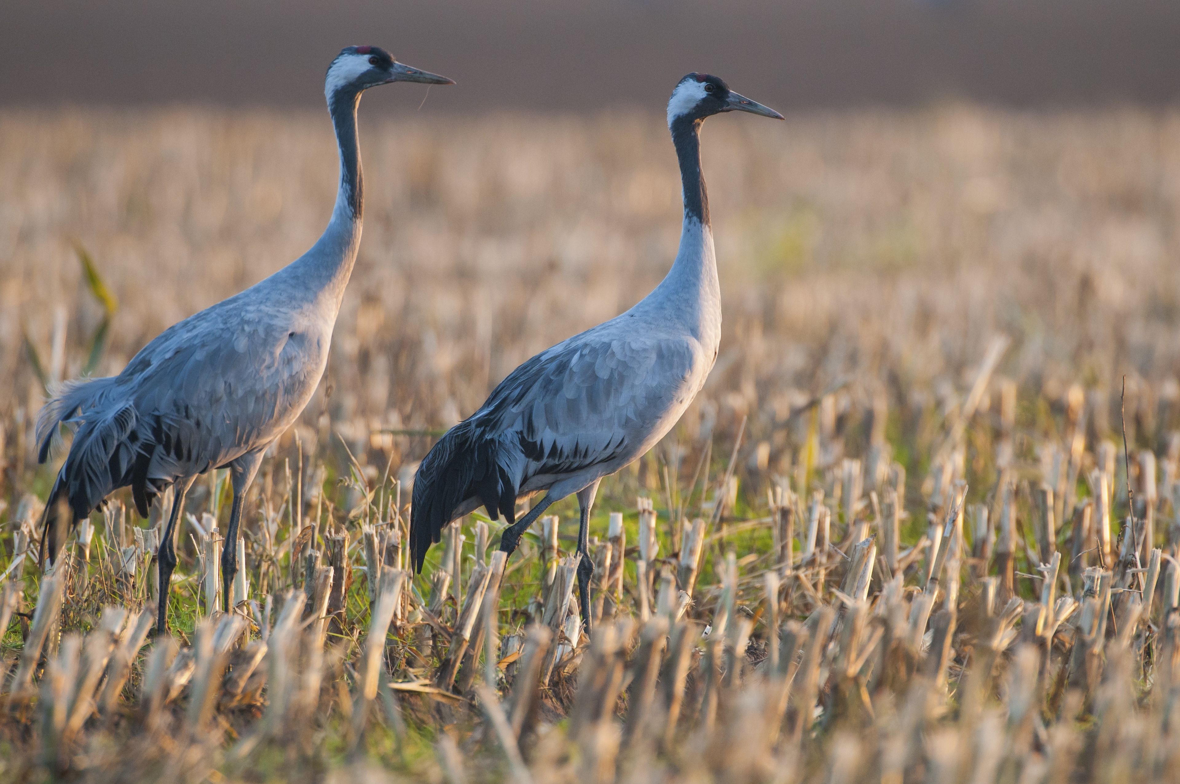 Two herons standing in a field of tall grasses.