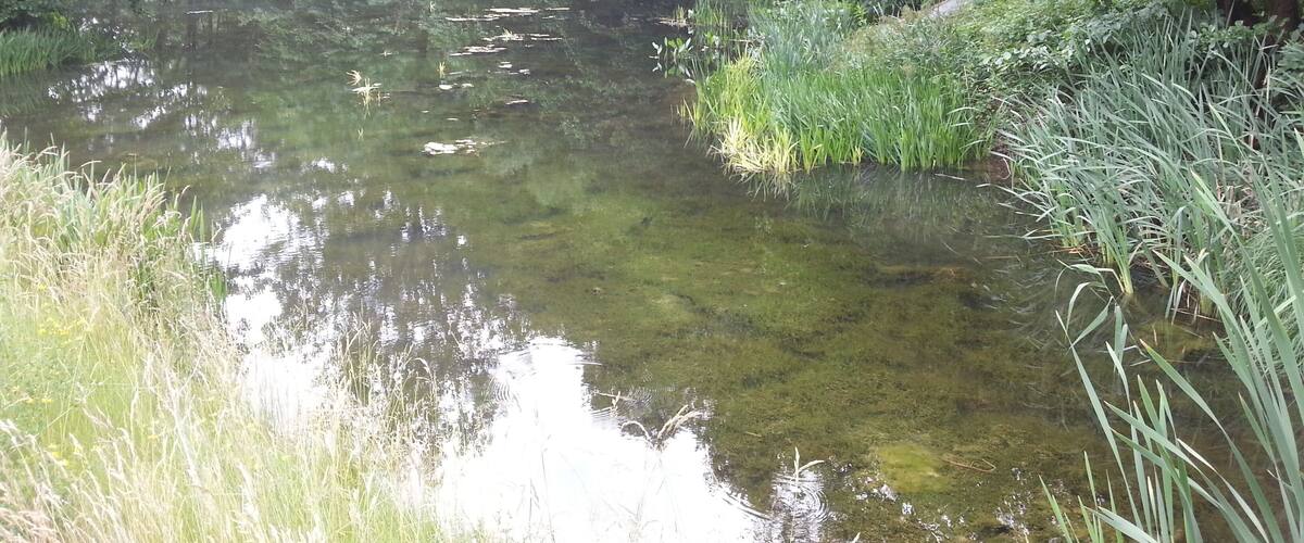 A calm river surrounded by dense greenery and trees.