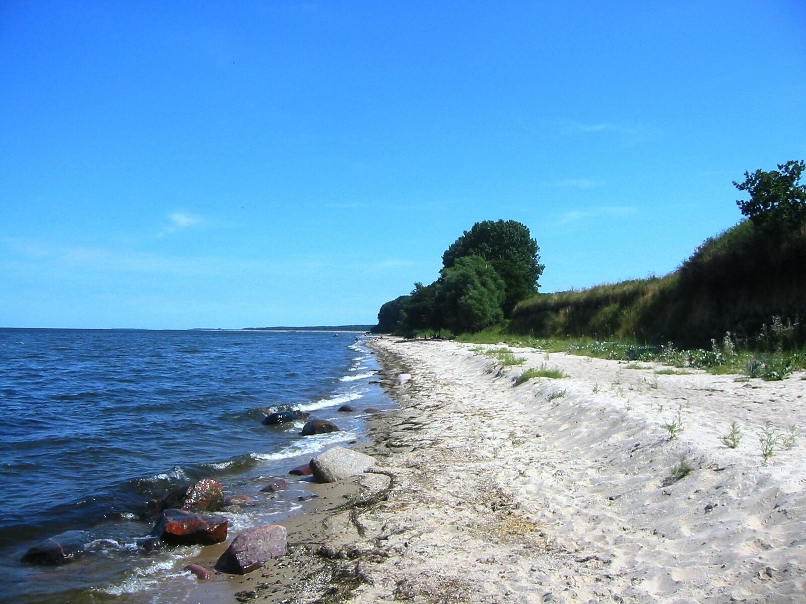 A sandy beach with rocks and waves, a grassy hill, and a large tree.
