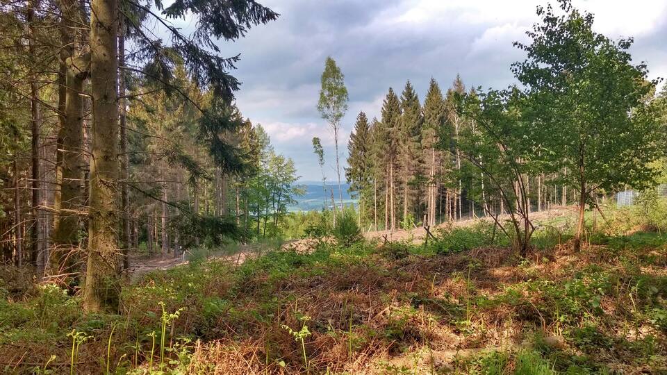 A forest with tall trees, a dirt path, and a distant view of a body of water.