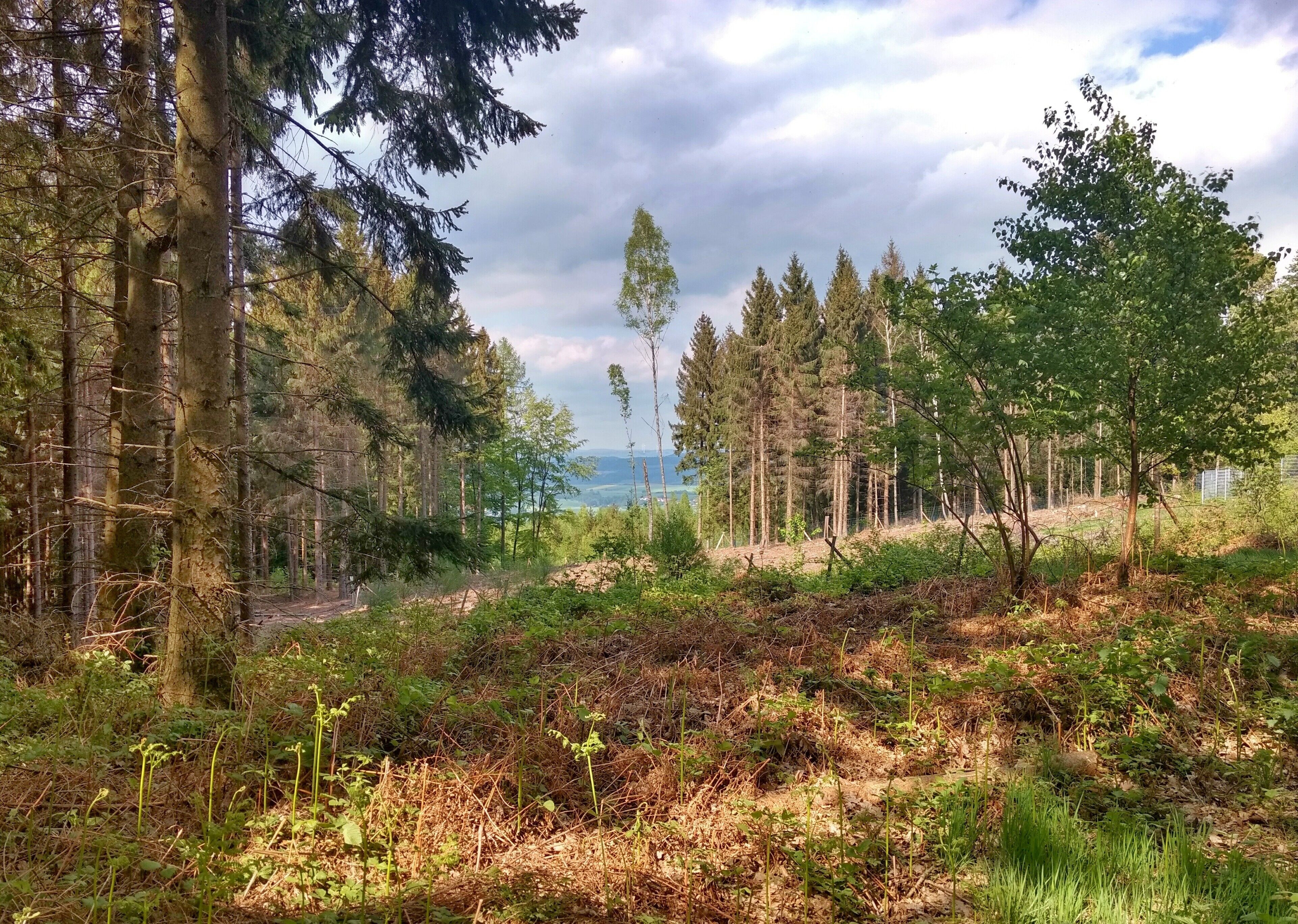 A forest with tall trees, a dirt path, and a distant view of a body of water.
