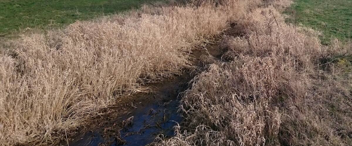 A narrow stream in a rural area with dry grass on either side and a green field in the background.