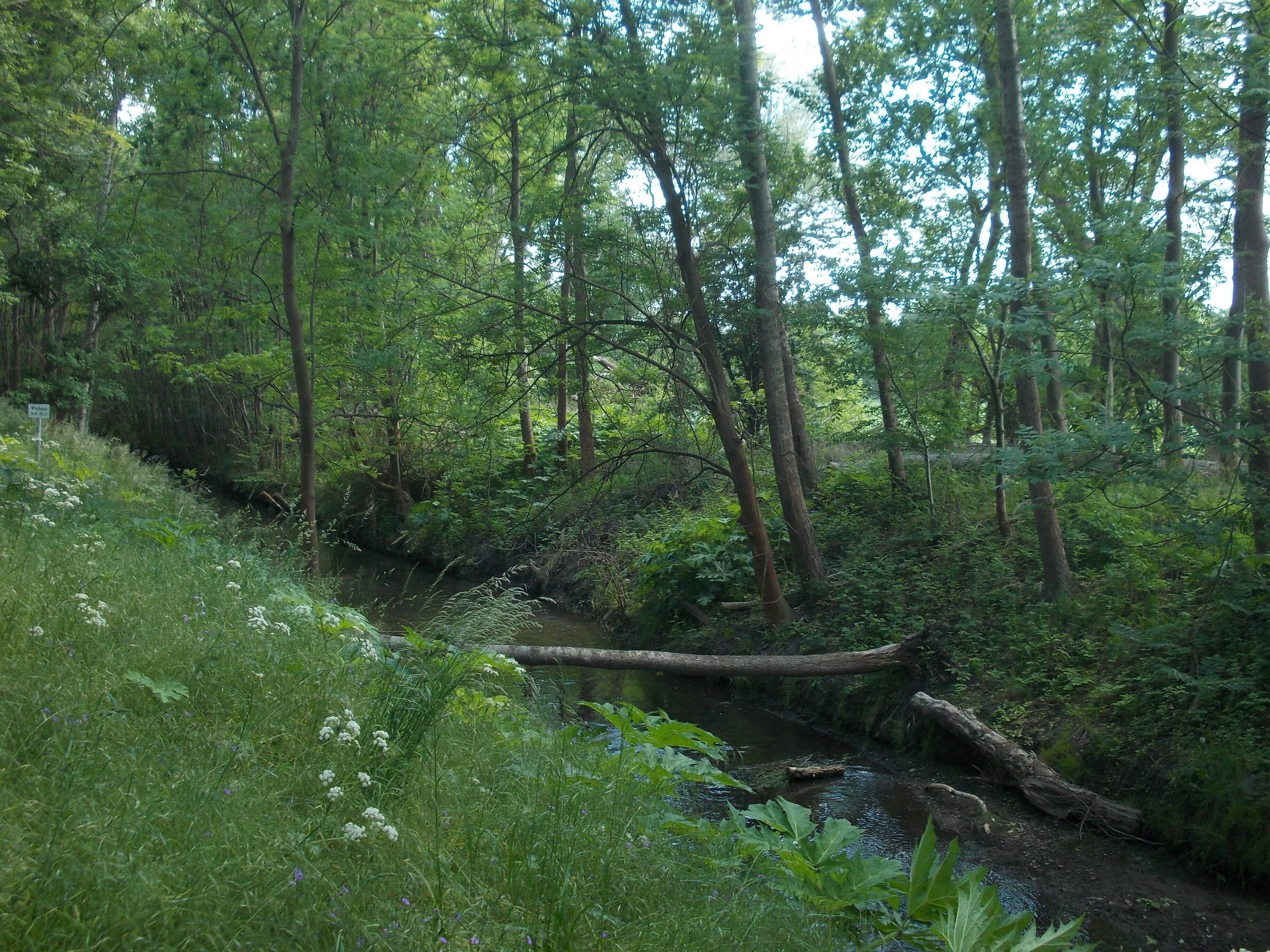 Fuhne river in Gröbzig (Südliches Anhalt, Anhalt-Bitterfeld district, Saxony-Anhalt), Fuhneaue protected landscape area