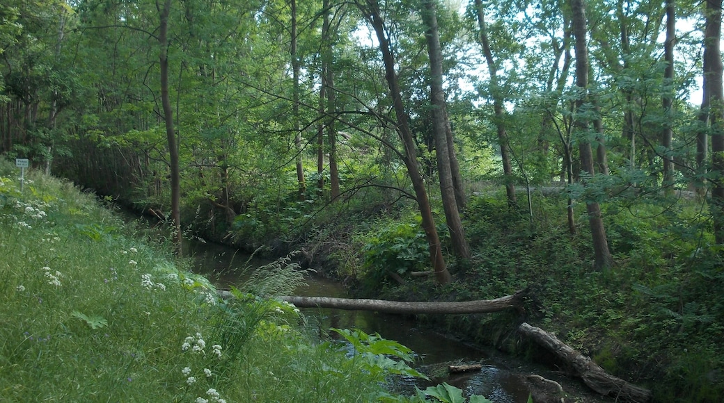 Fuhne river in Gröbzig (Südliches Anhalt, Anhalt-Bitterfeld district, Saxony-Anhalt), Fuhneaue protected landscape area