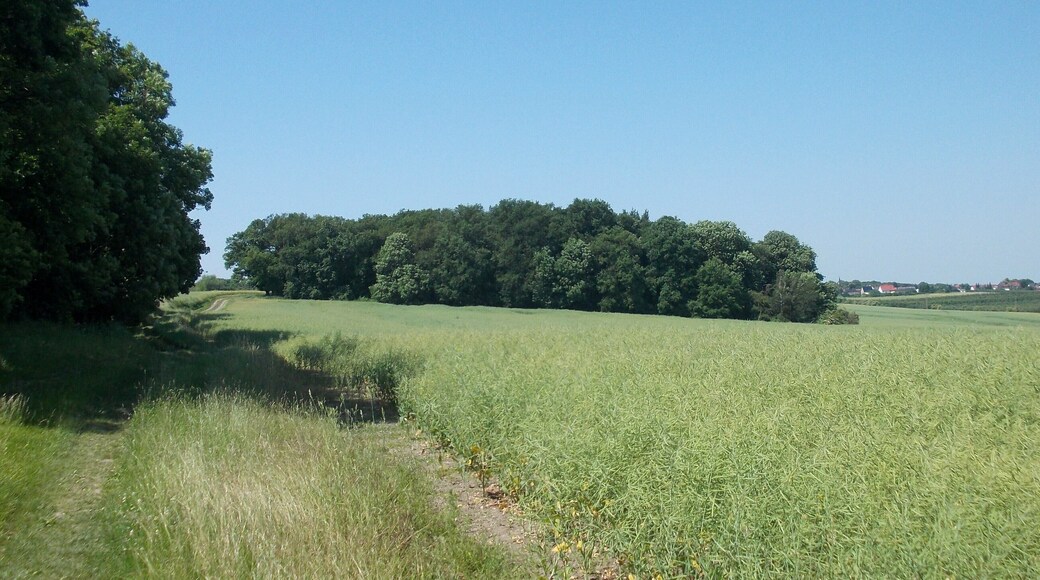 Path on Igelsberg hill between Lobitzsch and Goseck (district: Burgenlandkreis, Saxony-Anhalt), nature reserve Saaleaue near Goseck