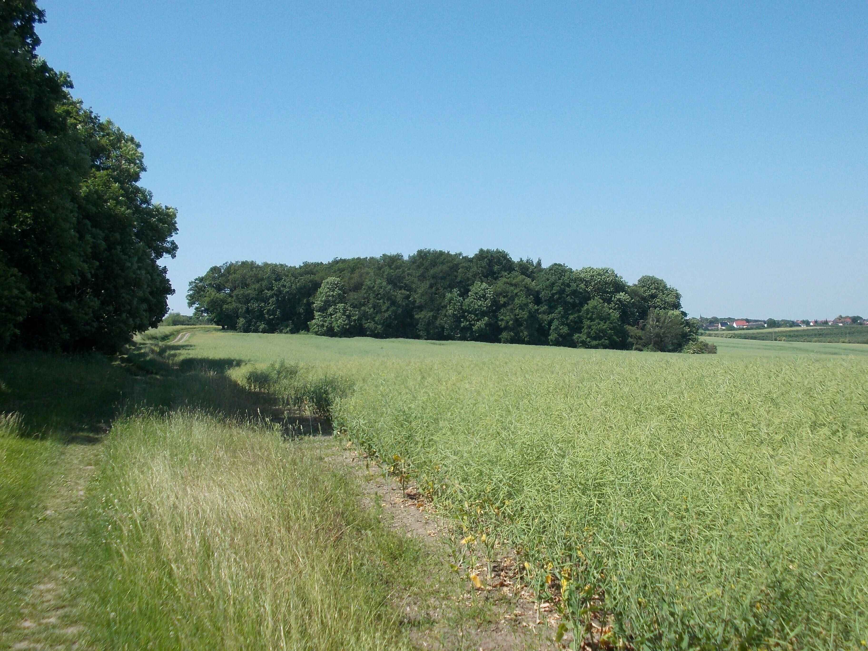 A grassy field with a dirt path leading to a forest.
