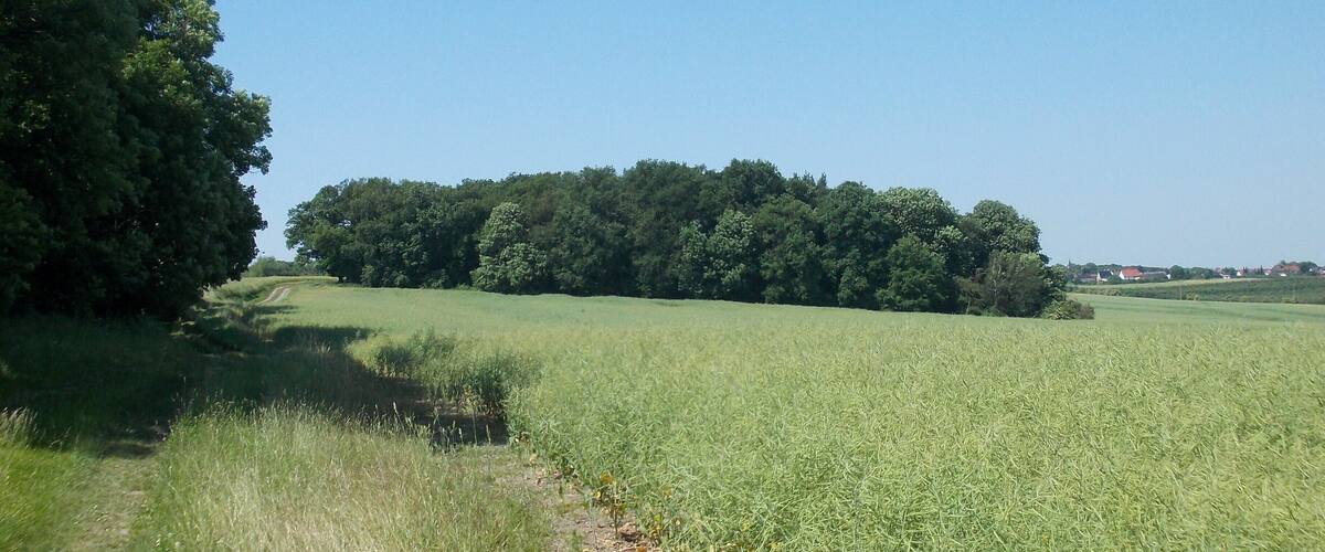 A grassy field with a dirt path leading to a forest.
