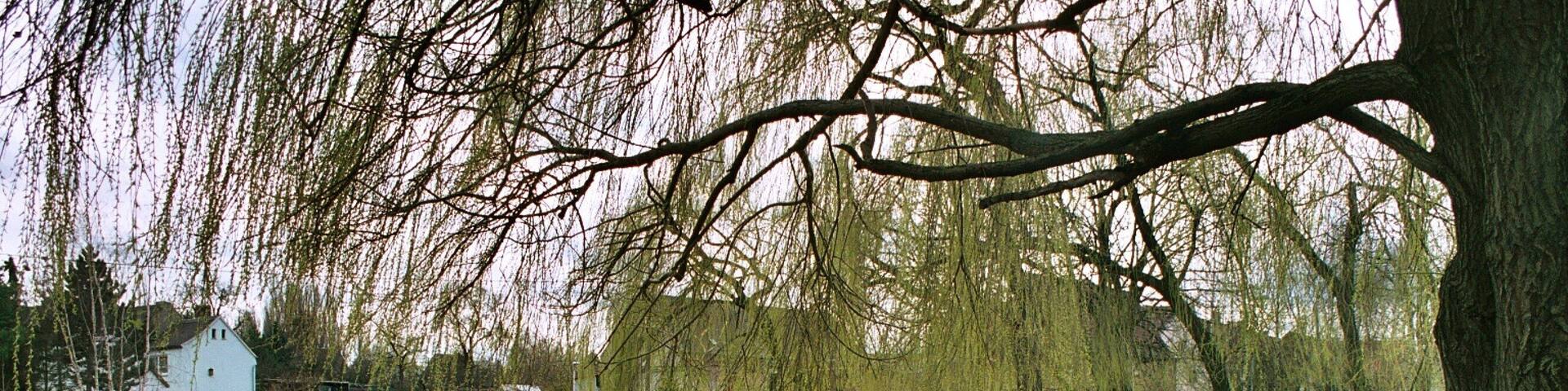 Reichardtswerben (Weißenfels), the Mittelteich (middle pond
