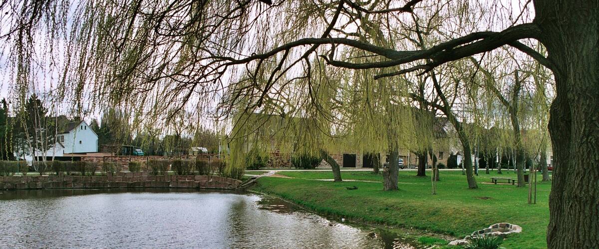 A pond surrounded by grass and trees, with a white building in the background.
