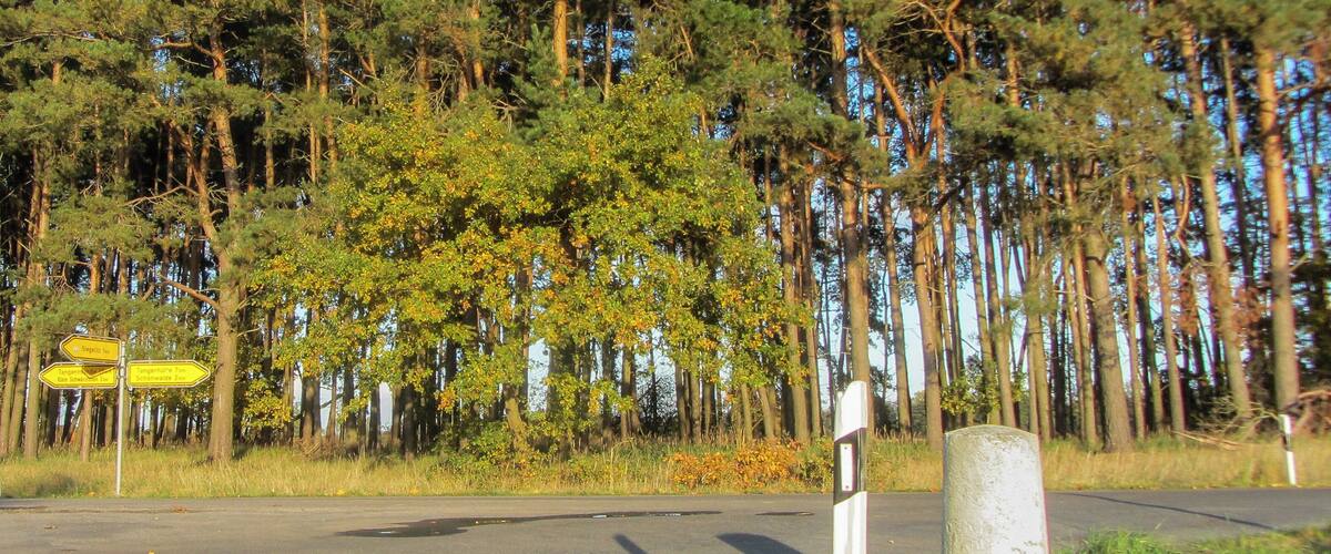 A road with directional signs, surrounded by dense pine trees.