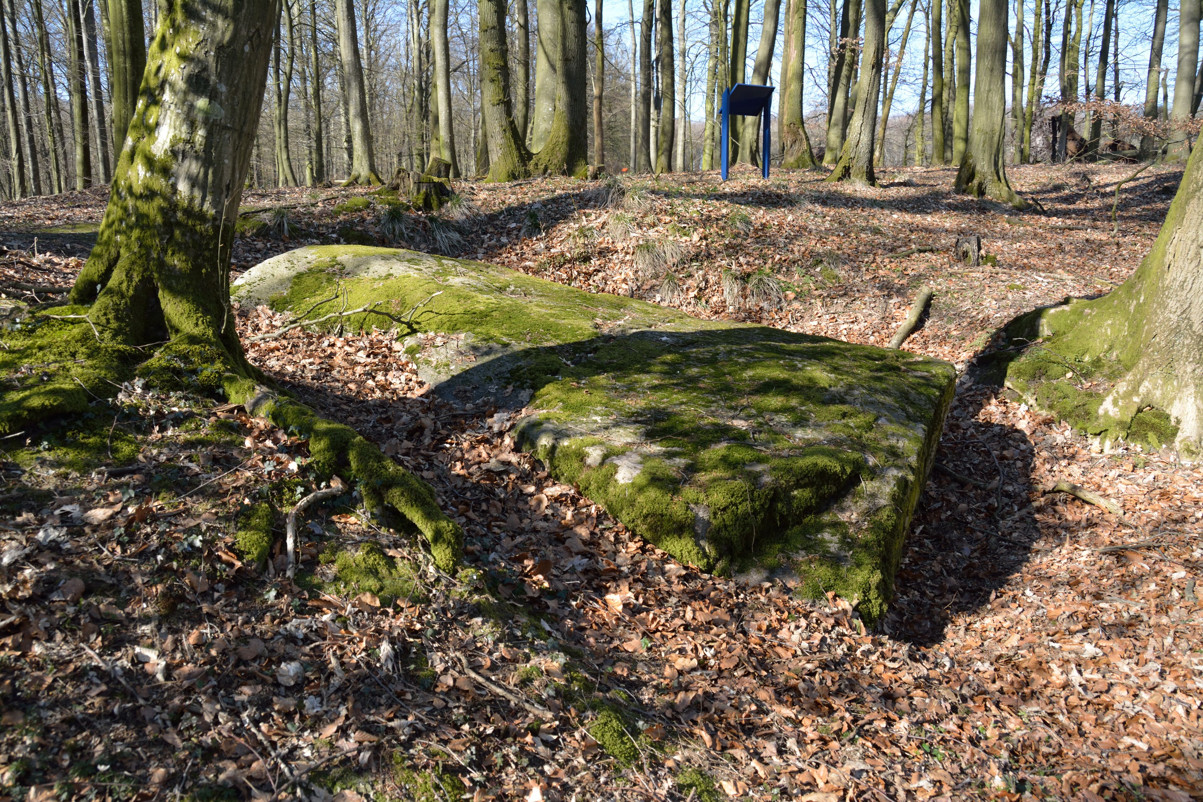 A forest with moss-covered rocks and a blue sign in the background.