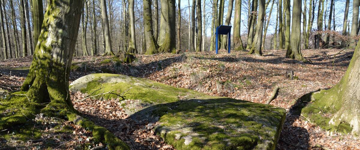 A forest with moss-covered rocks and a blue sign in the background.