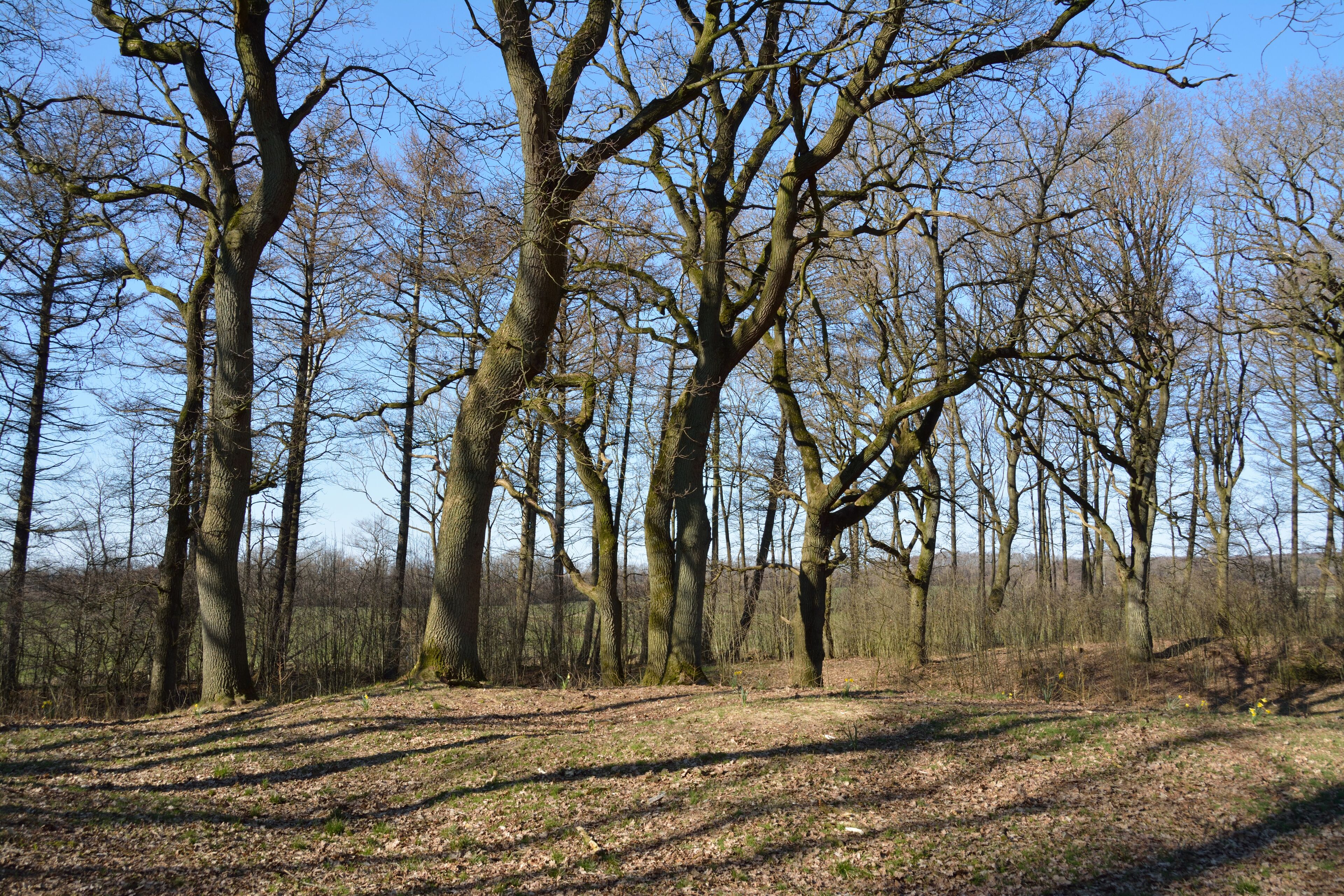 This image was uploaded as part of Wiki Loves Earth 2015.