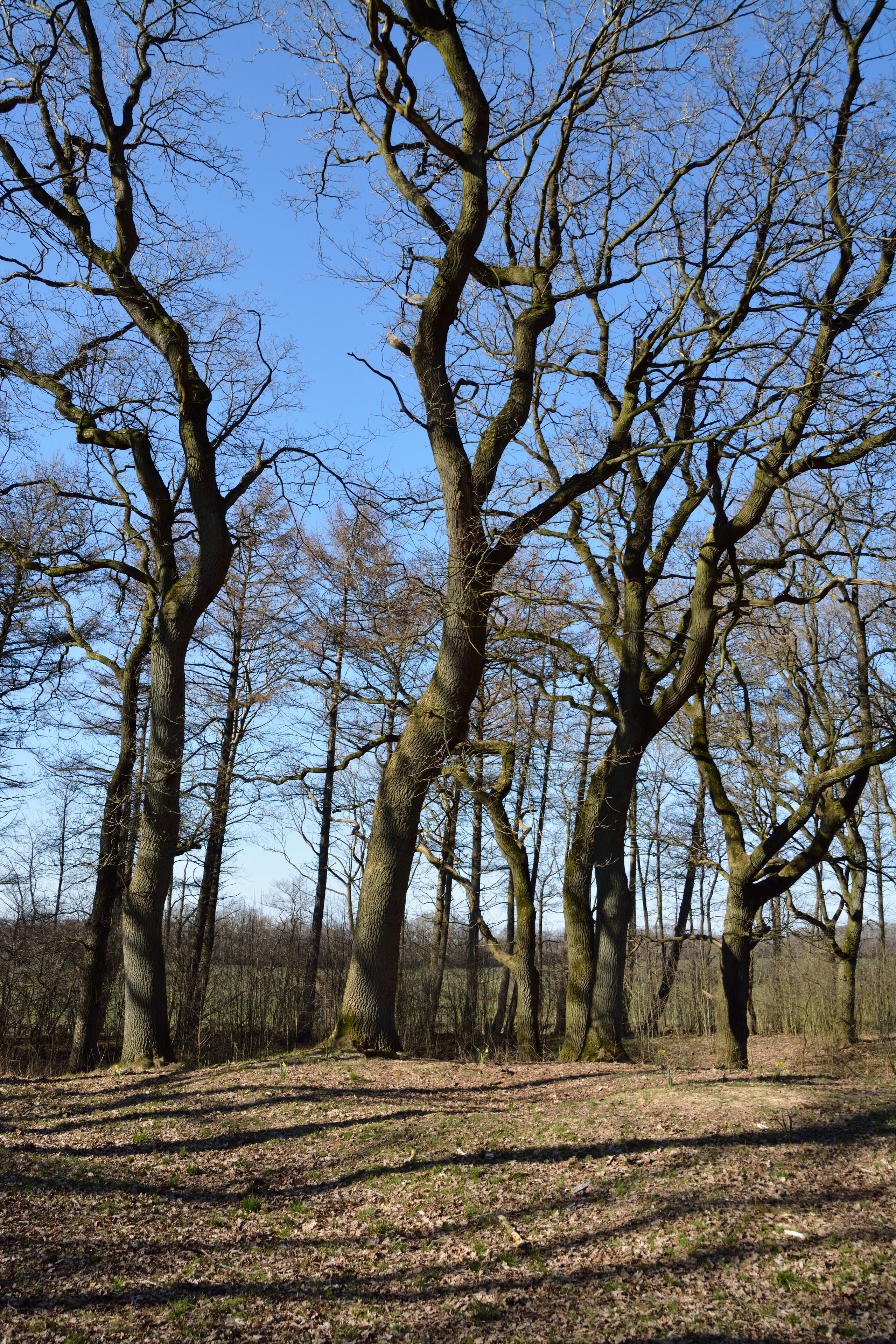 This image was uploaded as part of Wiki Loves Earth 2015.