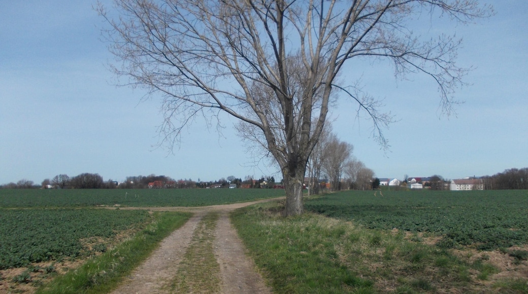 Path from Grossmecka to Mockzig (Altenburg, Thuringia)