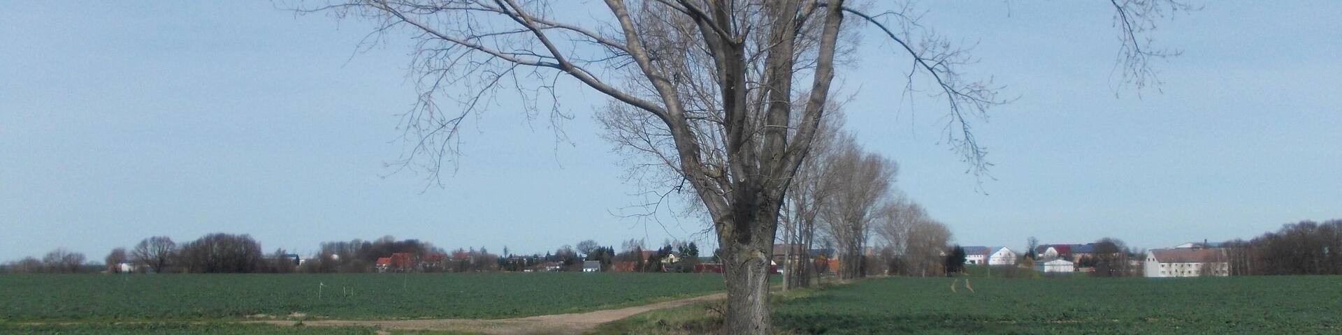 Path from Grossmecka to Mockzig (Altenburg, Thuringia)