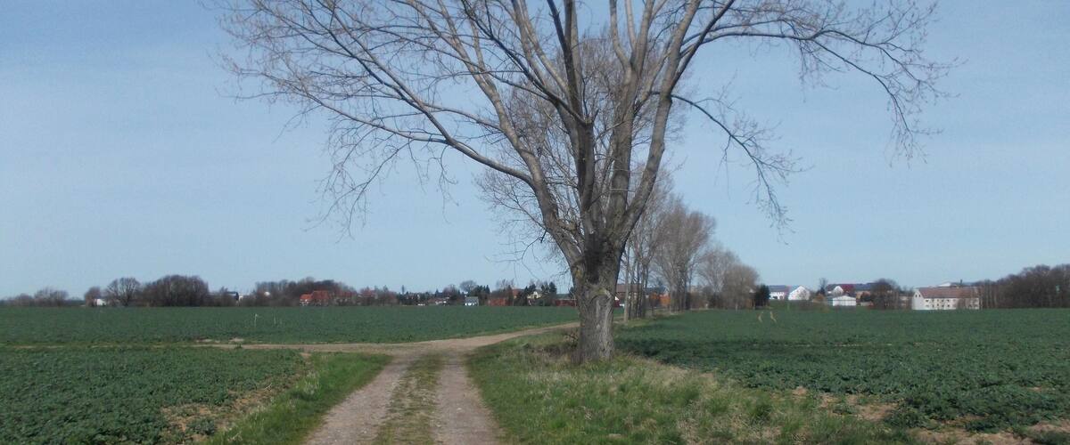 A rural landscape with a dirt path leading through fields, a leafless tree, and houses in the distance.