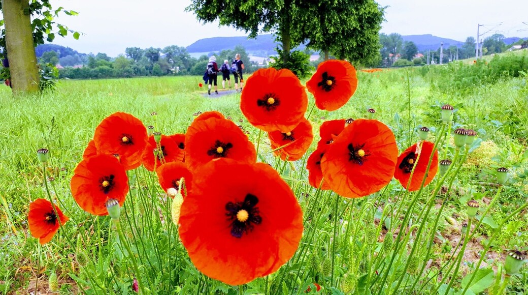 Auf dem Jakobsweg bei Göttingen