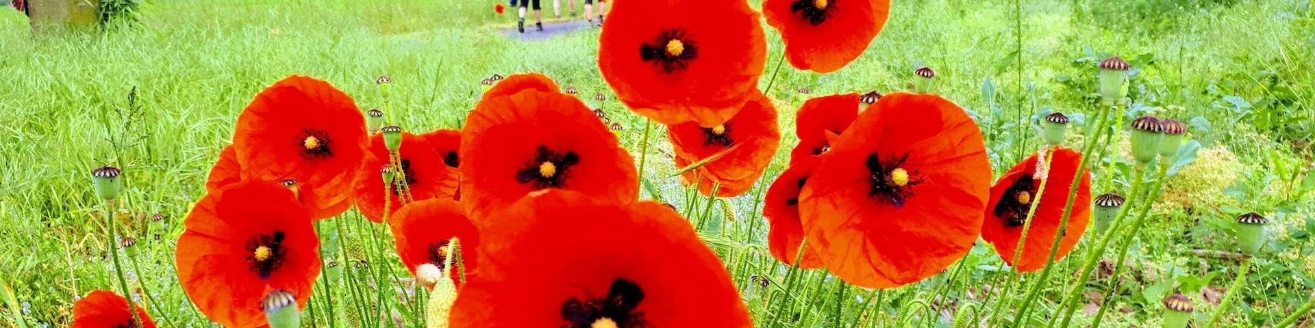 Auf dem Jakobsweg bei Göttingen