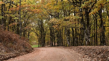 A forest path surrounded by tall trees with autumn foliage.