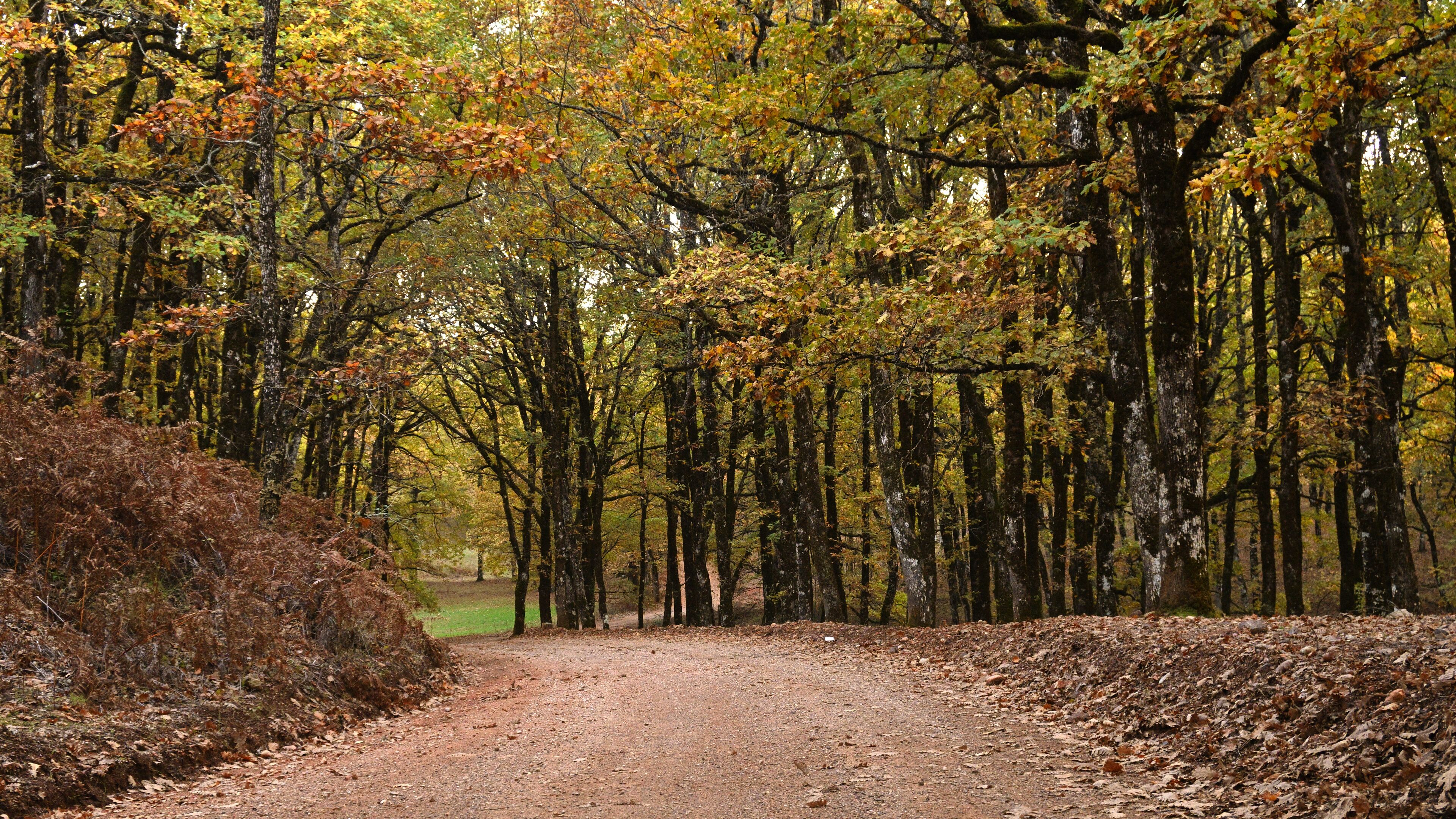 A forest path surrounded by tall trees with autumn foliage.