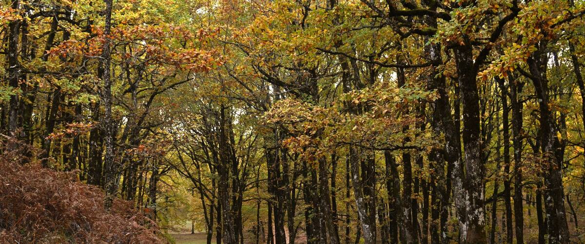 A forest path surrounded by tall trees with autumn foliage.