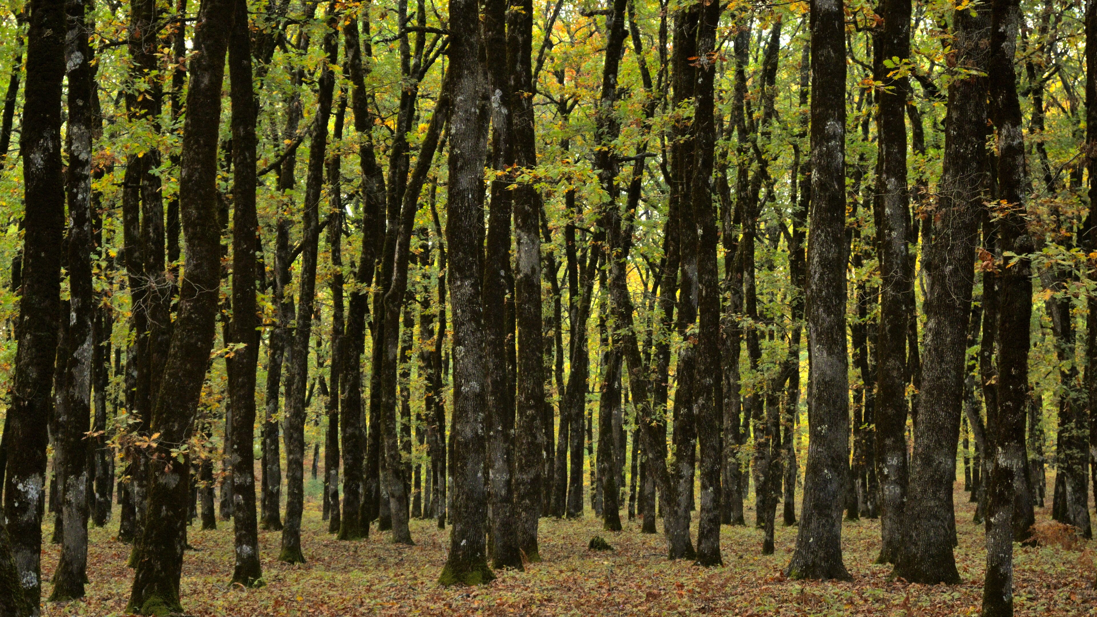 Beautiful view of the golden Foloi oak forest during autumn in southwestern Greece