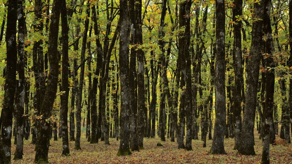 Beautiful view of the golden Foloi oak forest during autumn in southwestern Greece