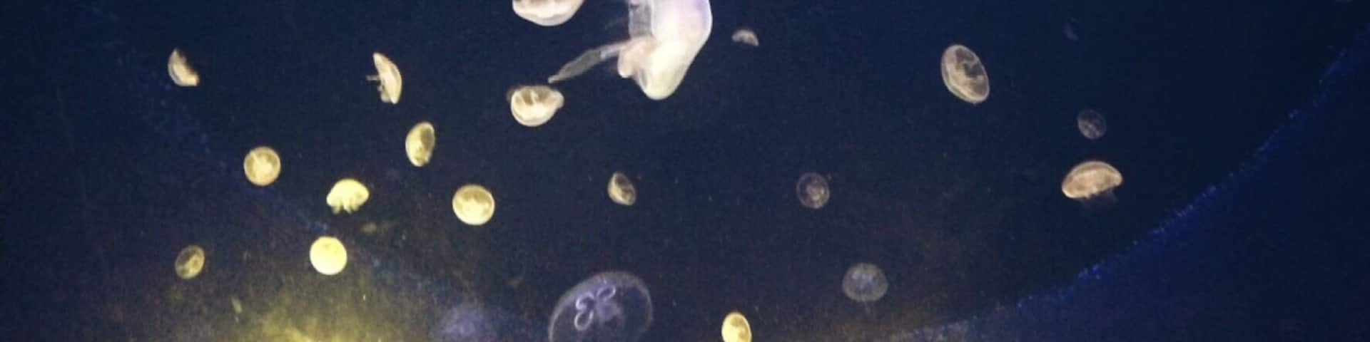 Photo taken from the aquarium of Crete in Heraklion.