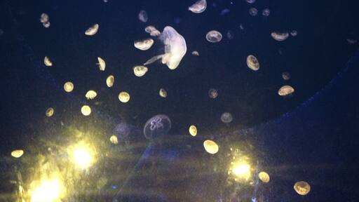 Photo taken from the aquarium of Crete in Heraklion.