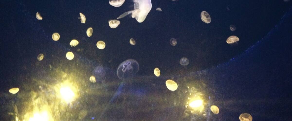 Jellyfish in a dark aquarium with reflections of lights on the glass.