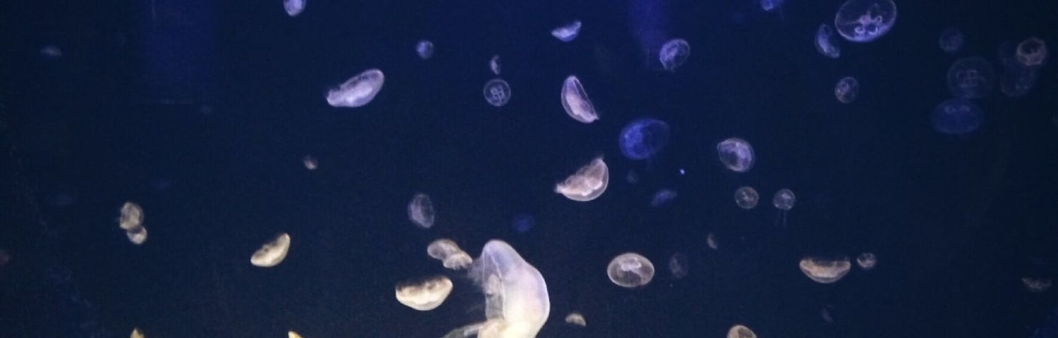 Jellyfish in a dark aquarium with reflections of lights on the glass.