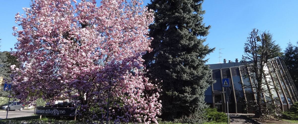 A cherry blossom tree, a tall evergreen tree, and a building with a blue sign.