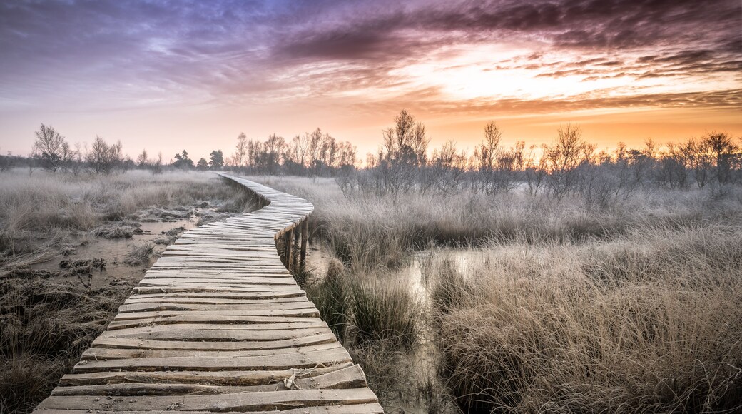sunrise in Limburg. Wooden pathway through national park de groote peel on the border between Limburg and North Brabant in the Netherlands. Winter landscape.