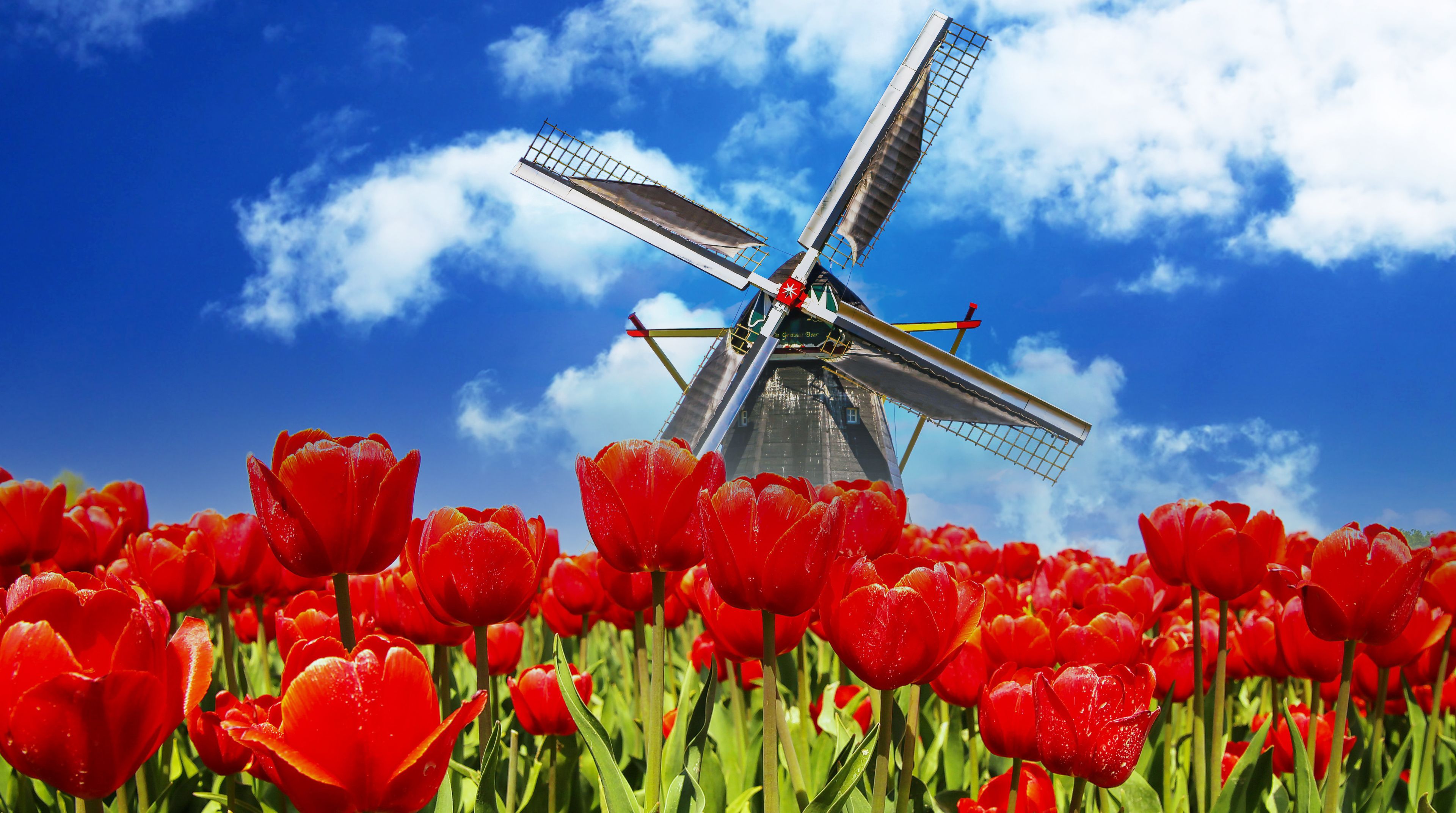 View on typical red tulip field with one traditional old wooden typical dutch windmill against blue sky with fluffy cumulus clouds against blue spring sky - Netherlands, Limburg