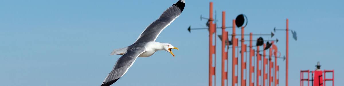 Yellow-legged gull (Larus michahellis) at the Port of Xàbia, Spain.