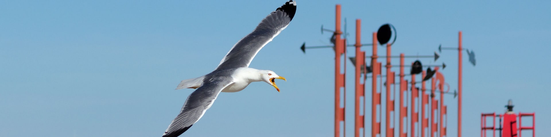 Yellow-legged gull (Larus michahellis) at the Port of Xàbia, Spain.
