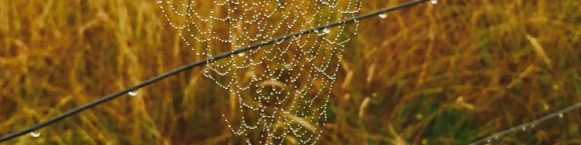 Spotted this spiderweb on a fence on a rainy morning