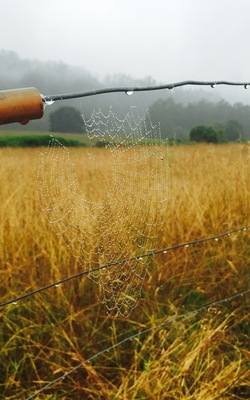 Spotted this spiderweb on a fence on a rainy morning