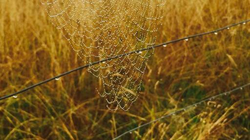 Spotted this spiderweb on a fence on a rainy morning