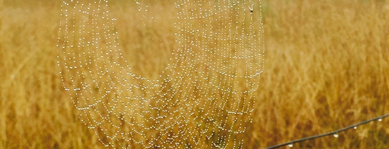 Spotted this spiderweb on a fence on a rainy morning