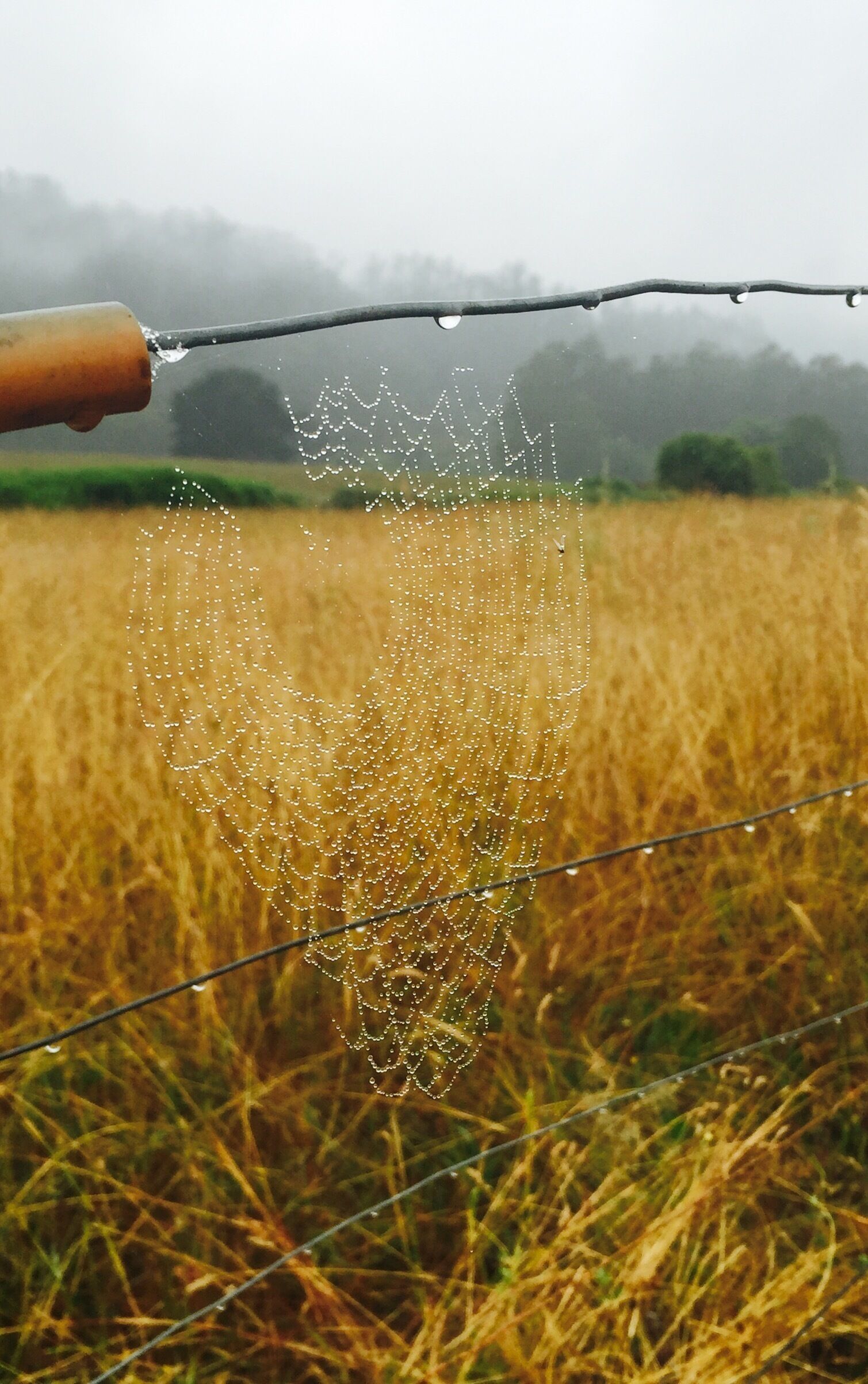 A spider web with water droplets in a field.