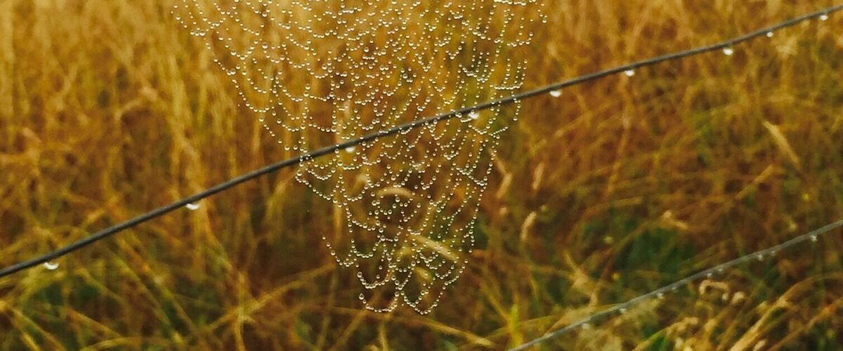 A spider web with water droplets in a field.