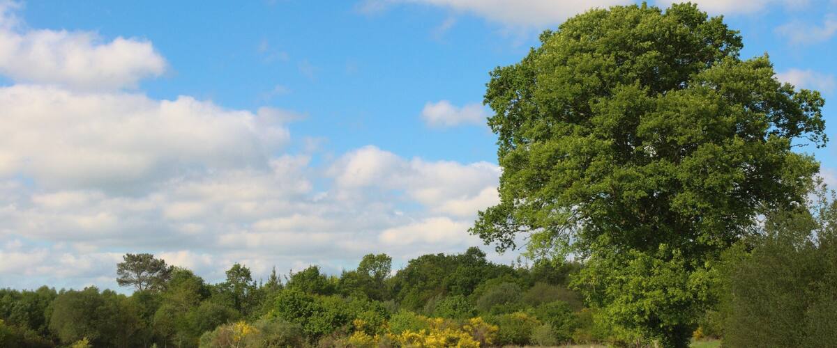A large tree in a grassy field with a blue sky and clouds.
