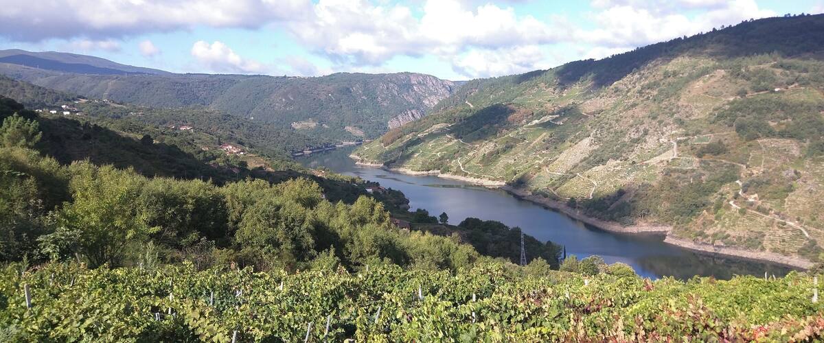 A valley with a river, vineyards, and hills.