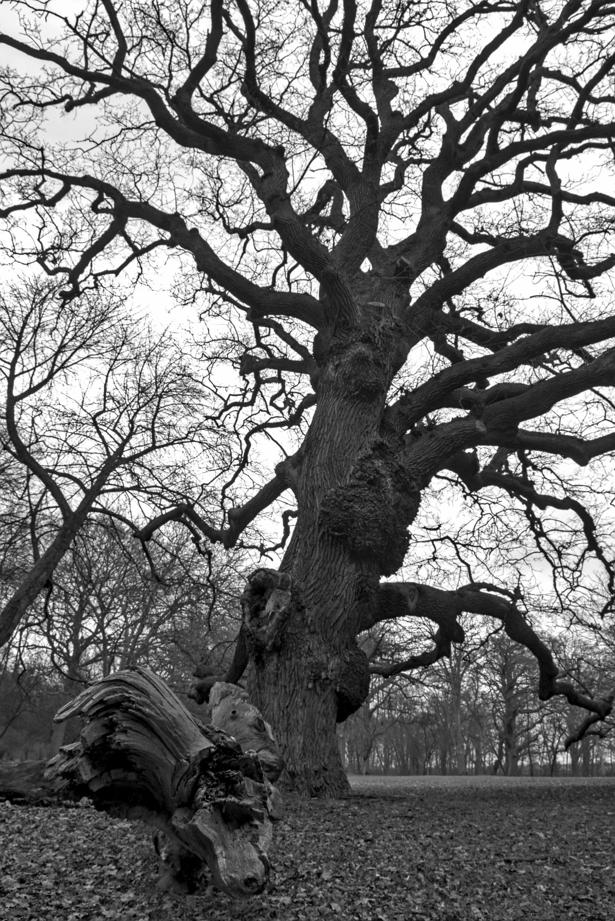 A shot from my very short walk in Alnarp