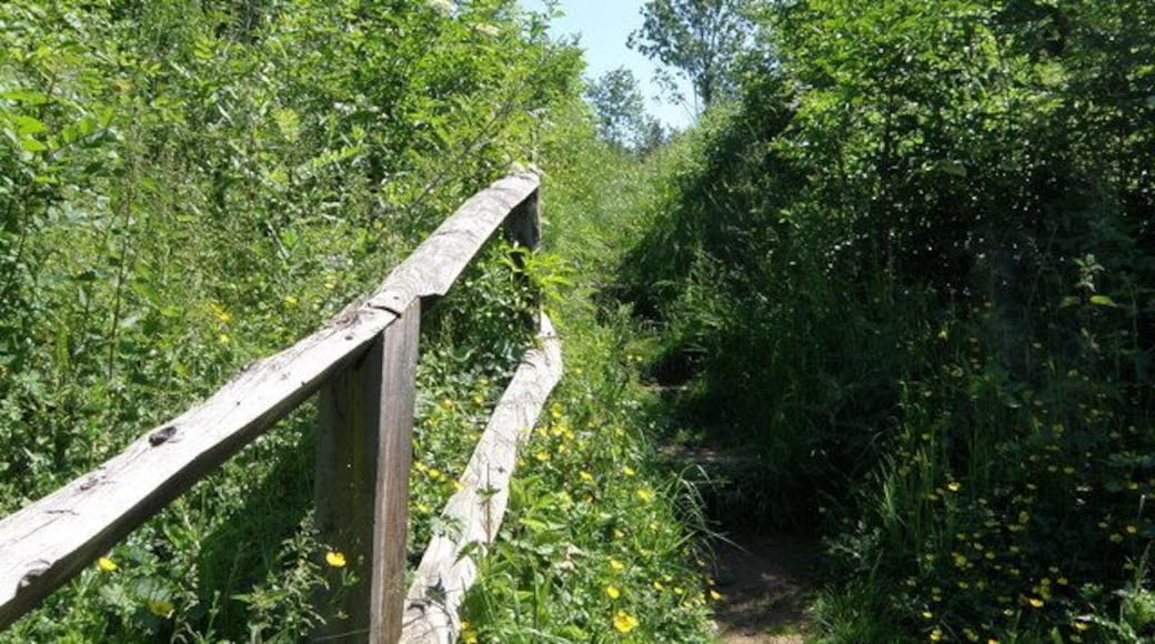 Handrail deep in the Linches Deep in the Linches wood on the Nene Way is a short but steep hill which comes as a shock after miles of modest undulations. A handrail and steps over come the grassy bank which could be difficult if wet.