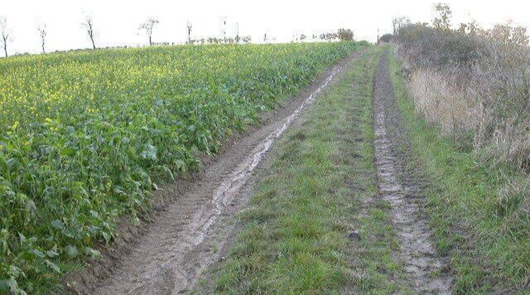 Bridleway. Looking south.